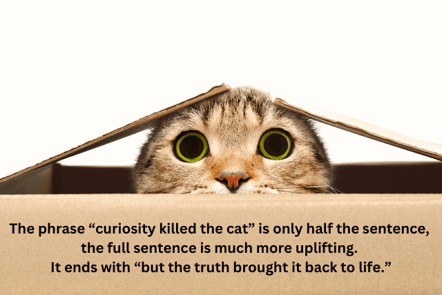 cat peers out of box