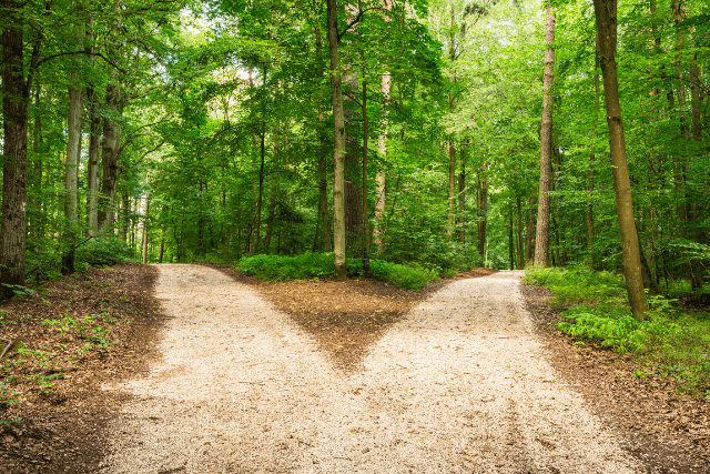 A forest scene with a dirt path splitting into two, surrounded by lush green trees and foliage, reflects how often we are held captive by our thoughts.