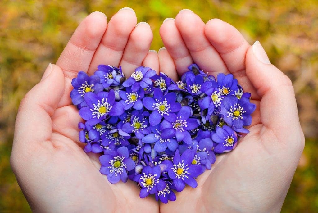 Hands holding a heart-shaped arrangement of small purple flowers with yellow centers, against a blurred background.