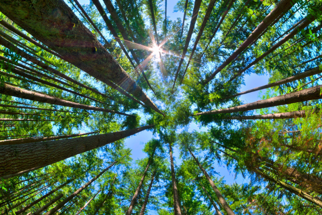 Tall trees photographed from below with sunlight peeking through green leaves and blue sky visible between the branches.